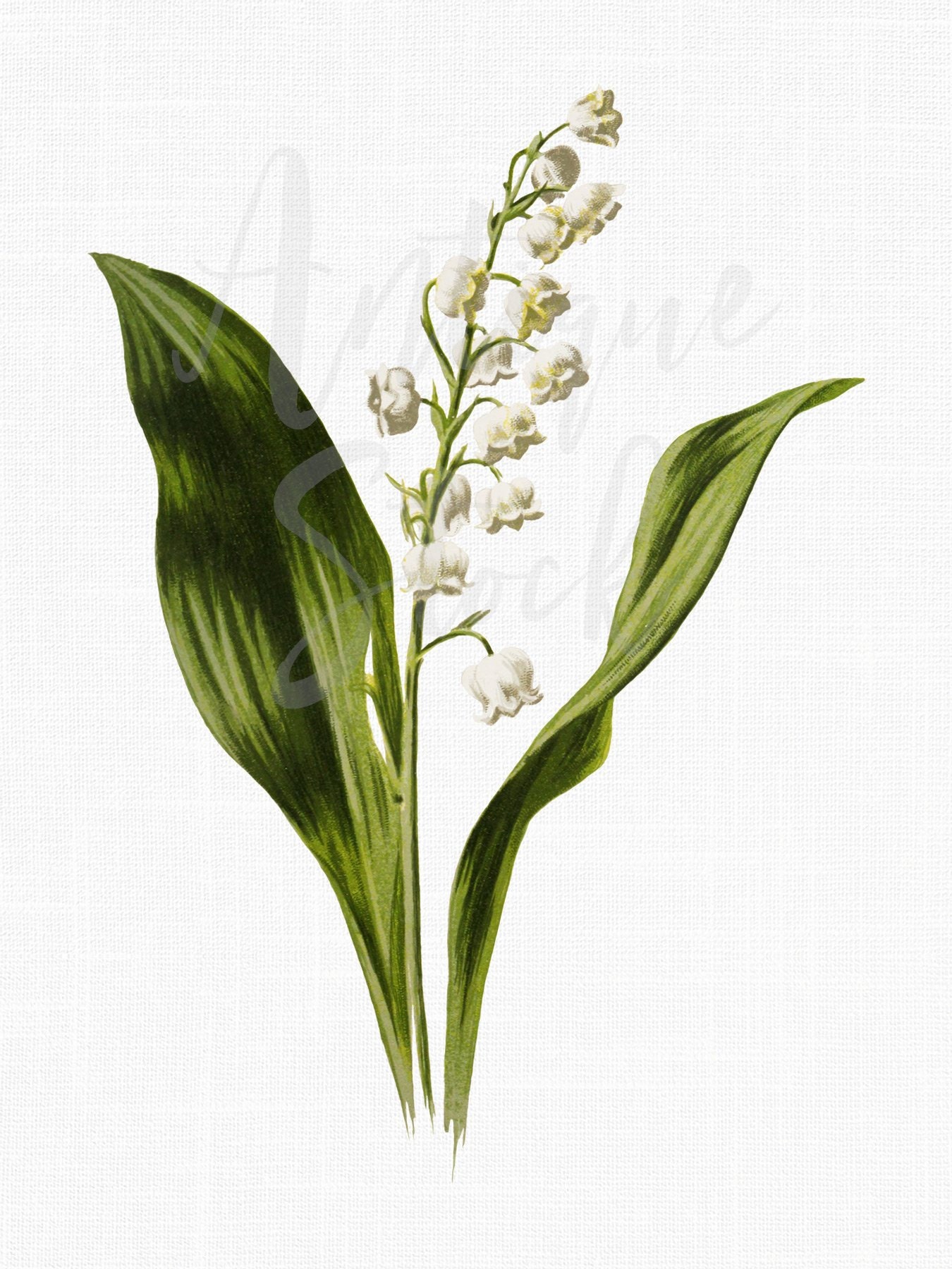 Lily of the Valley Art Print – The Illustrated Life