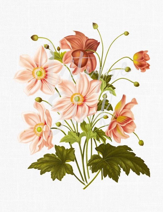 Imágenes prediseñadas de flores Anémonas de - Etsy España Imágenes prediseñadas de flores Anémonas de - Etsy España