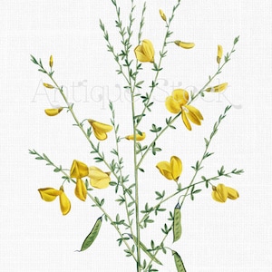 Yellow Flowers Clipart &quot;Scotch Broom&quot; Botanical Illustration Digital Download Image for Wall Decor, Scrapbooking, Collages, DIY Crafts...