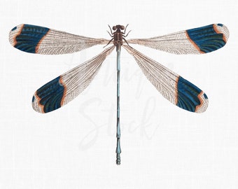 Vintage waterjuffer clipart, reuzenhelikopterinsect, doe-het-zelfprojecten (digitale download)