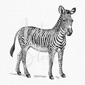 Op de afbeelding: Een zwart-witte lijntekening van een zebra die op een witte achtergrond staat.