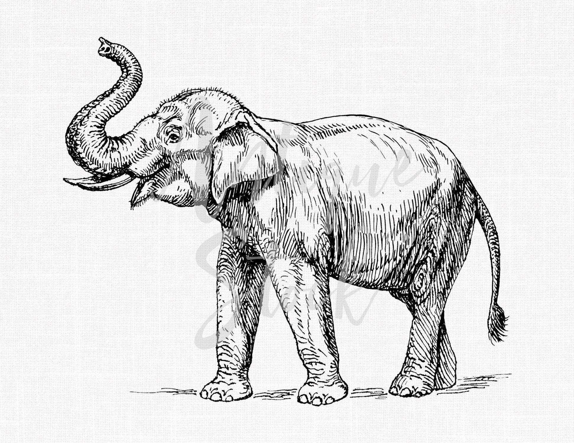 Elephant Line Drawing Clipart Indian Elephant Etsy