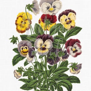 Clipart fleur de pensée, illustration botanique vintage sur fond Transparent, téléchargement numérique pour collages, fabrication de cartes, transferts et plus encore !