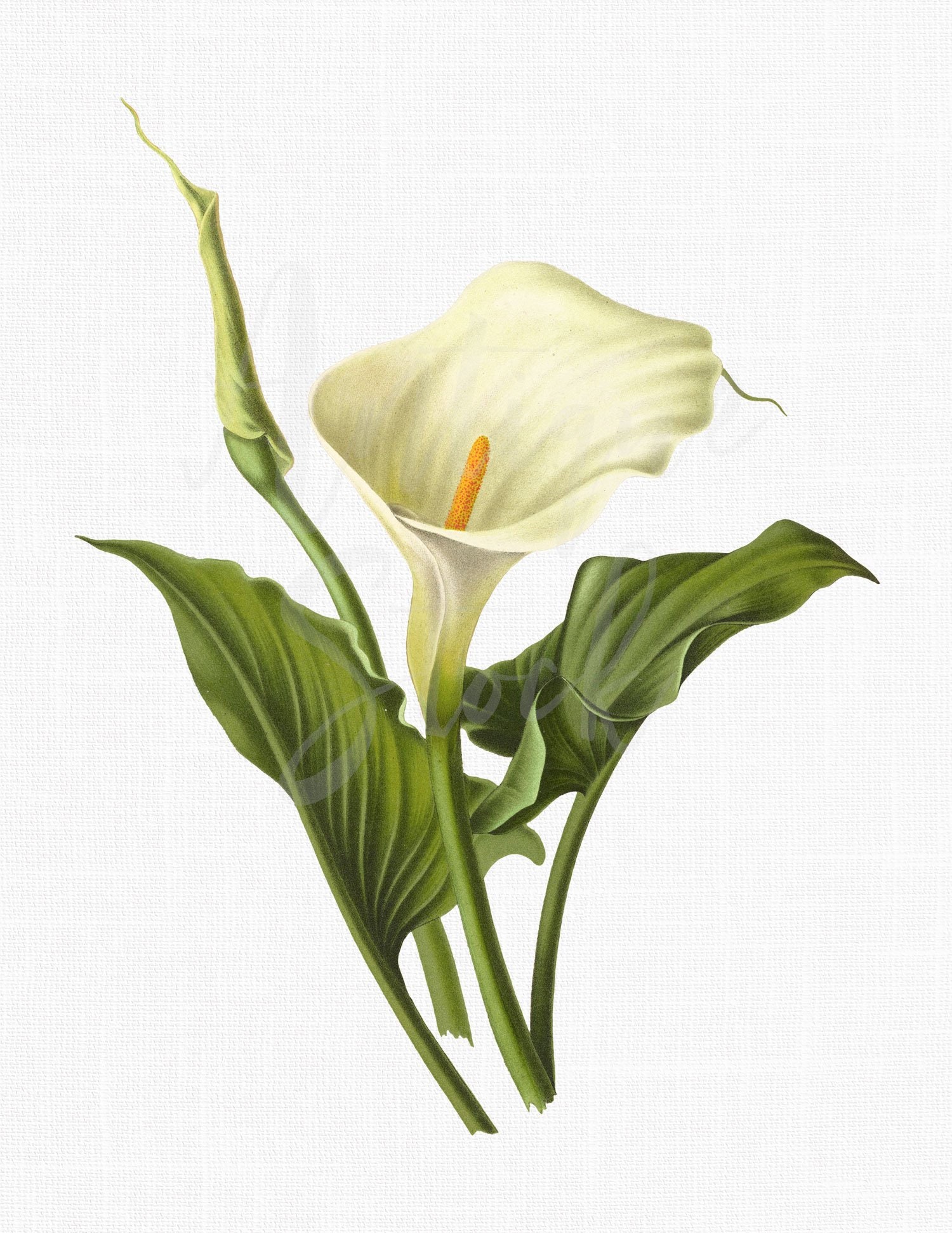 Calla Lilies Clipart Free