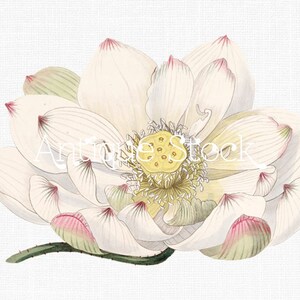 以下が含まれることがあります： 白い蓮の花で、中心が黄色く、花びらの縁がピンク色です。花は満開で、緑色の茎があります。