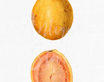 Fruit Digital Download "Yellow Guava" PNG & JPG Printable Kitchen Wall Art Decor, Vintage Images for Decor, Decoupage, Scrapbook...