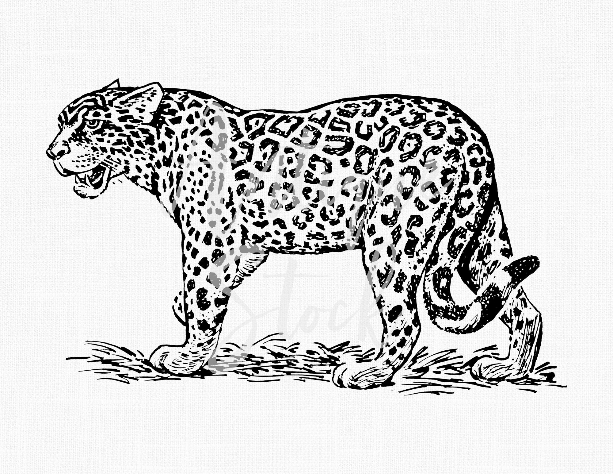 Jaguar Clipart Line Art Illustration Digital Download Etsy