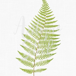 Fern Clipart, Botanical Illustration, PNG Download &quot;Alpine Lady Fern&quot; Printable Art for Wall Art Decor, Crafts, Invitations...