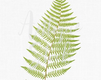 Fern Clipart, Botanical Illustration, PNG Download "Alpine Lady Fern" Printable Art for Wall Art Decor, Crafts, Invitations...