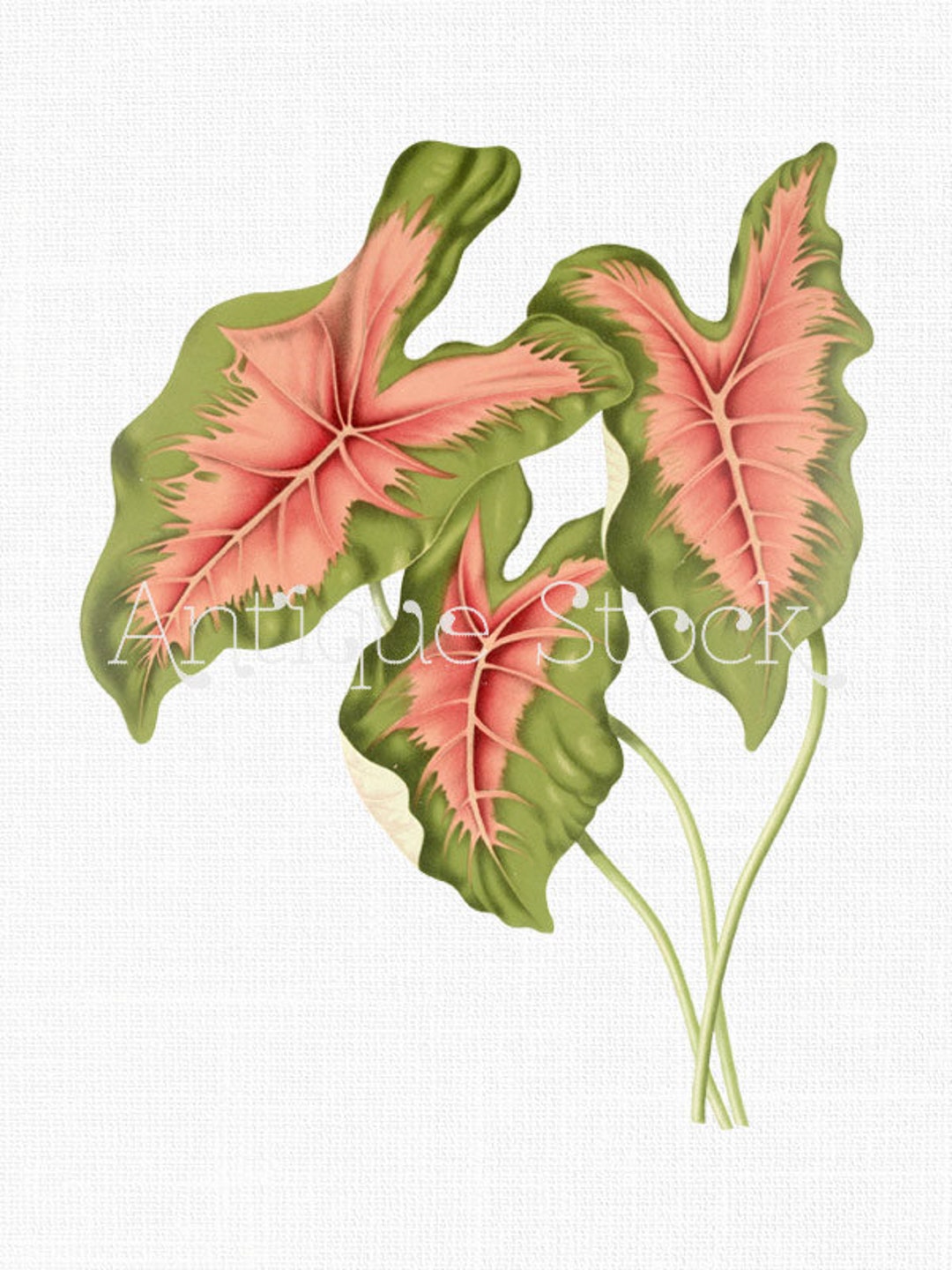 Caladium Drawing Leaf Clip Art