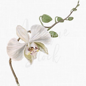 Witte bloem clipart "Moth Orchid" tak vintage illustratie Instant Download voor afdrukken, transfers, collages, plakboek, kunst aan de muur...