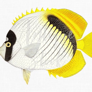 Vintage Fish Image, Fish Clipart, Printable Illustration &quot;Lined Butterflyfish&quot; PNG Image for Invitations, Scrapbook, Prints...