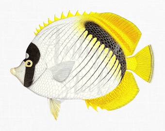 Vintage Fish Image, Fish Clipart, Printable Illustration "Lined Butterflyfish" PNG Image for Invitations, Scrapbook, Prints...