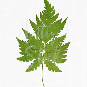 Clipart de feuille de fougère, téléchargement numérique « Fougère escargot » Art imprimable pour les invitations de mariage, impressions d’art mural, collages, décor, découpage...