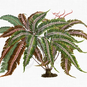 Plant Art Botanical Illustration « Tricolor Fern » Image numérique de téléchargement pour l’art mural, cartes, invitations, artisanat, transferts...
