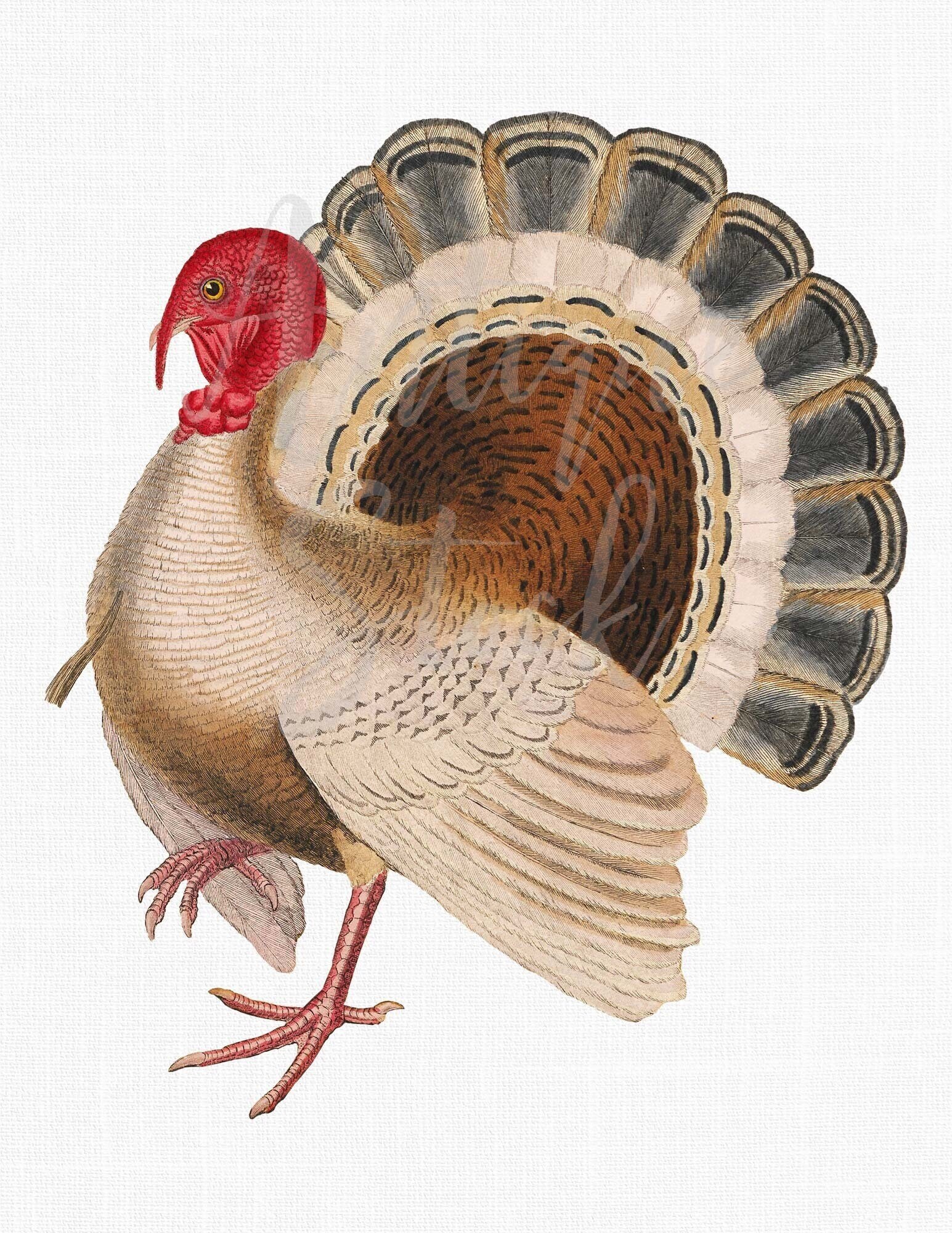 WILD TURKEY OUTDOOR SET【ジャンク】