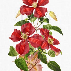 Clipart fleur de clématite rouge, illustration botanique fichiers PNG et JPG pour faire-part de mariage, impressions numériques, collages, fabrication de cartes...