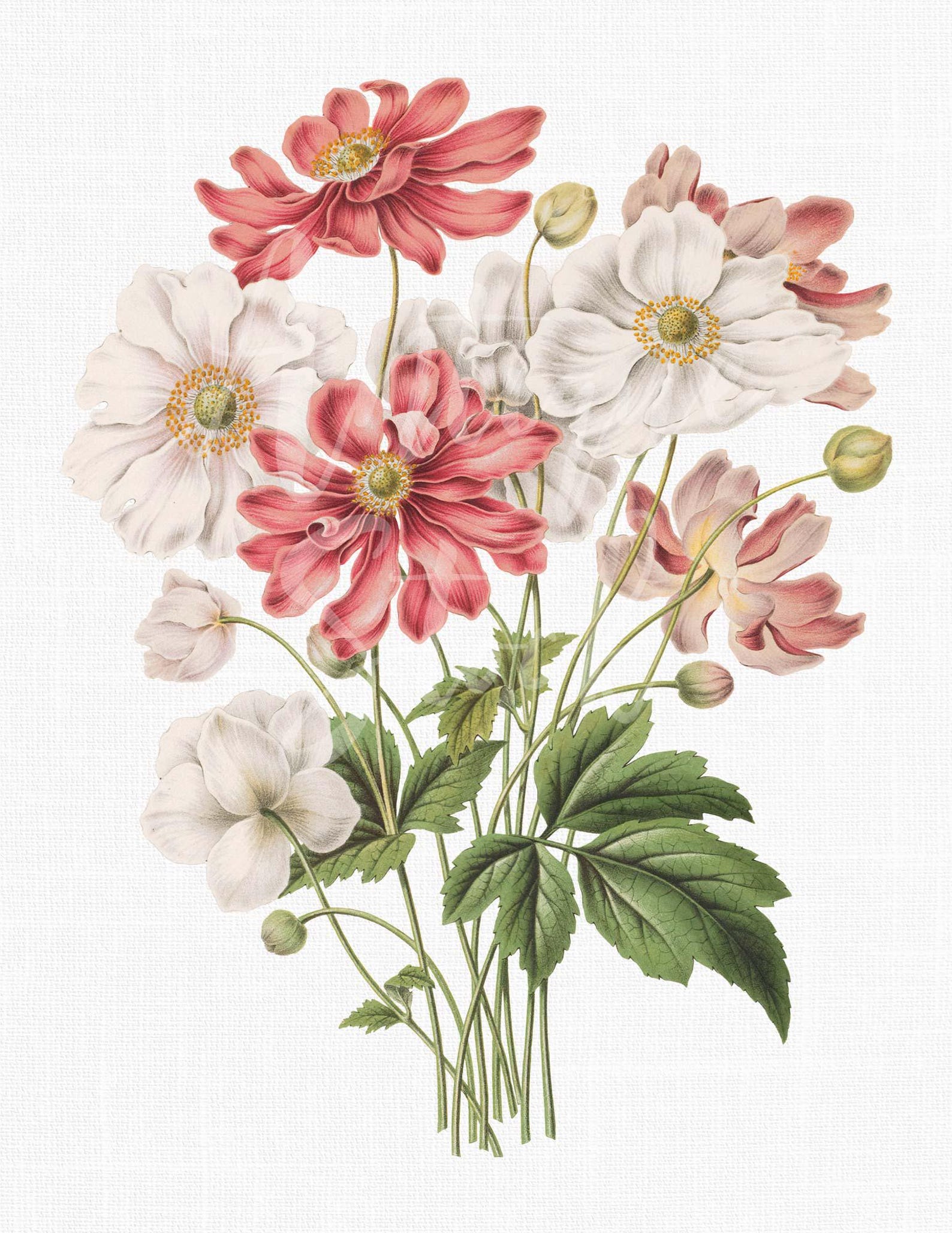 Japanese Anemone Clipart Pink and White Antique Flower Illustration ...