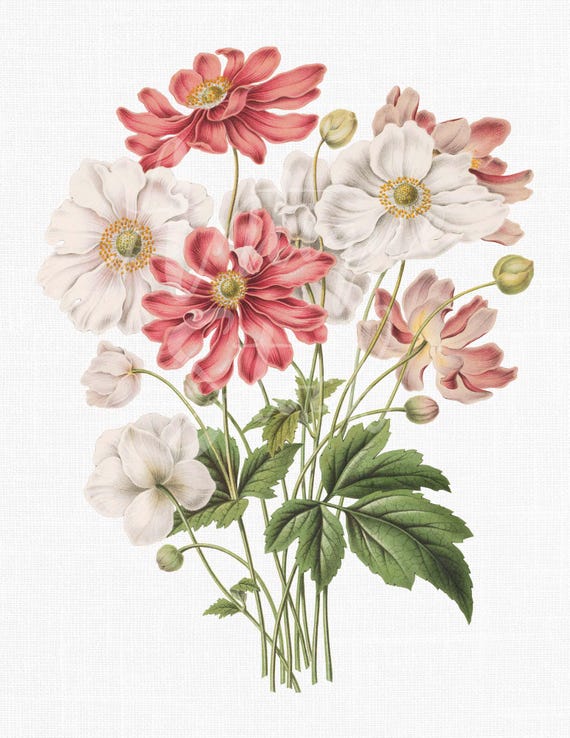 【A4サイズ額付】井上治OsamuInoue『Japanese Anemones Japanese Anemone Clipart Pink and White Antique Flower