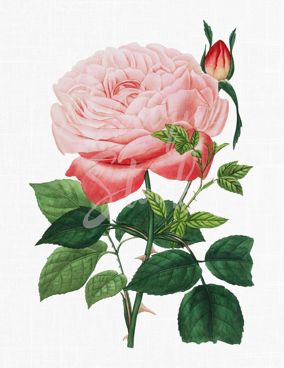 Pink Flower Clipart c. Paris Rose Botanical - Etsy