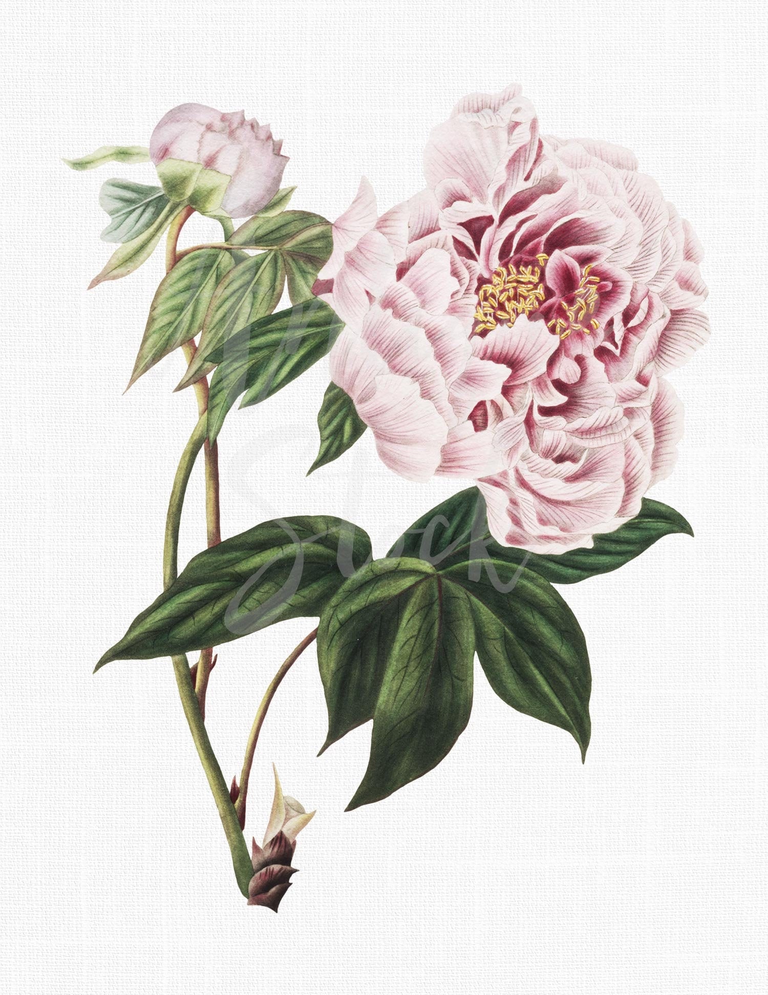 Chinese Peony Drawing
