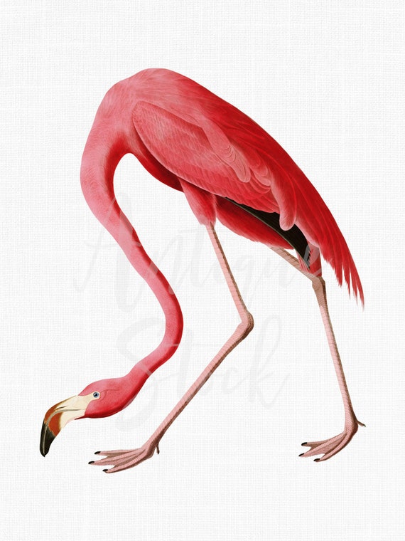 Pink Flamingo Clipart, Printable Art "American Flamingo" Digital Download for Sublimation Crafts, Wall Art, Collages, Transfers...