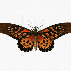Sublimation Butterfly Clipart "African Giant Swallowtail" Vintage Printable Digital Download Illustration for Wall Decor, Decoupage...