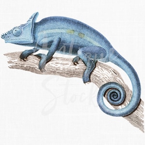 Chameleon Clipart, Printable Image &quot;Parson&#39;s Chameleon&quot; Nature Illustration Instant Download for Scrapbook, Prints, Collages, Decoupage...