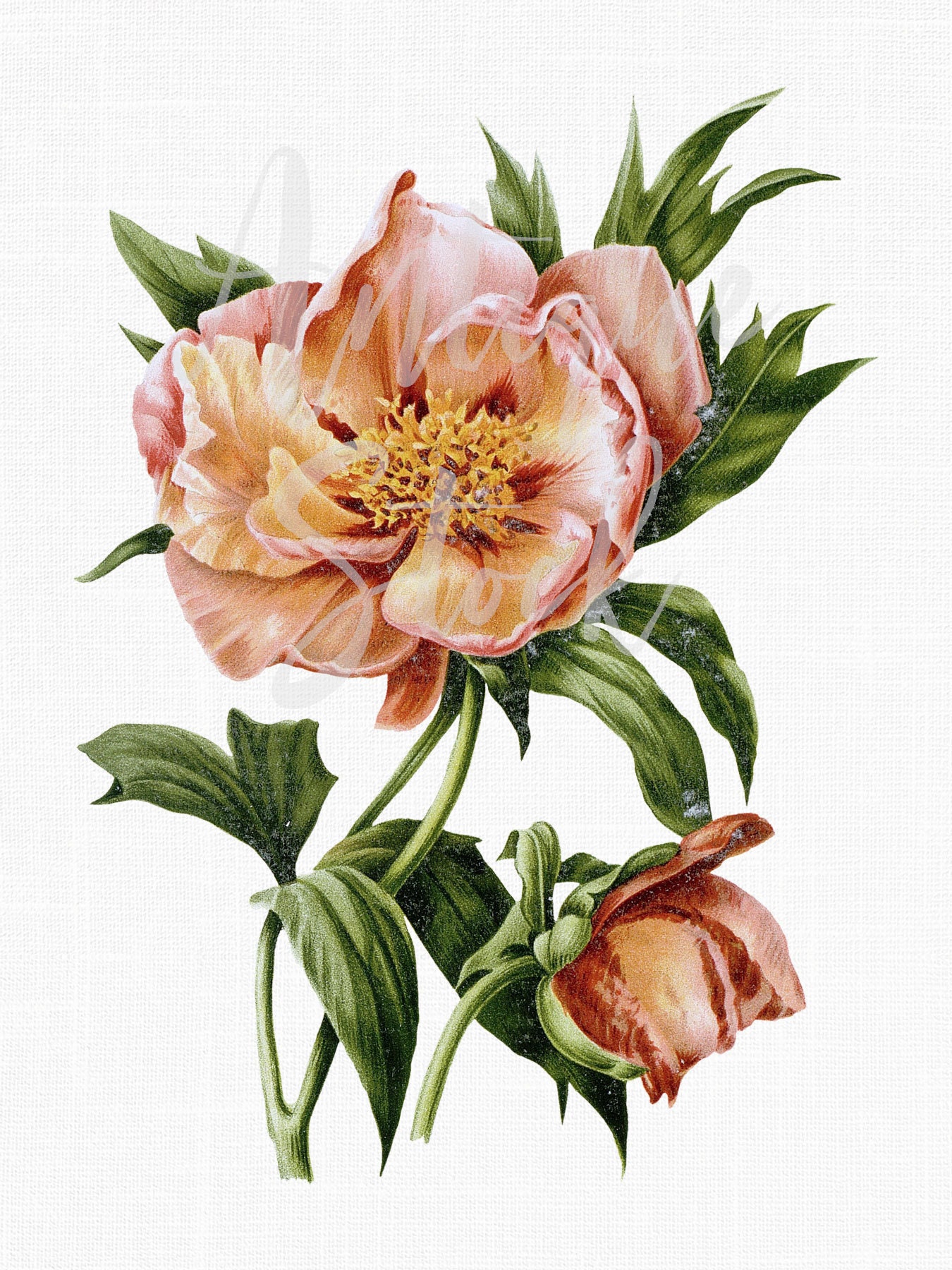 Flower Clipart Hybrid Tree Peony Botanical | Etsy