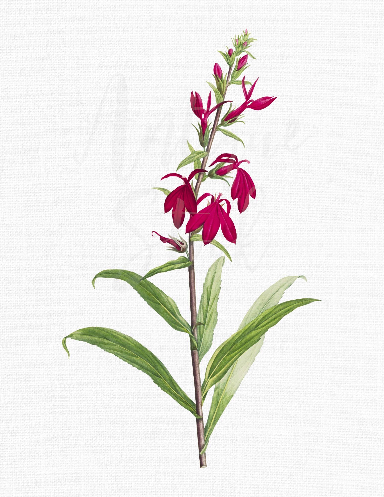 PNG Flowers Cardinal Flower Botanical Illustration Etsy