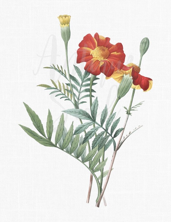 Impresión de imágenes prediseñadas de flores - Etsy México Impresión de imágenes prediseñadas de flores - Etsy México
