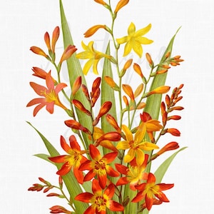 Fiori dipinti a mano Scarica l'immagine dell'illustrazione botanica "Crocosmias" per artigianato, progettazione grafica, collage, creazione di cartoline, inviti...