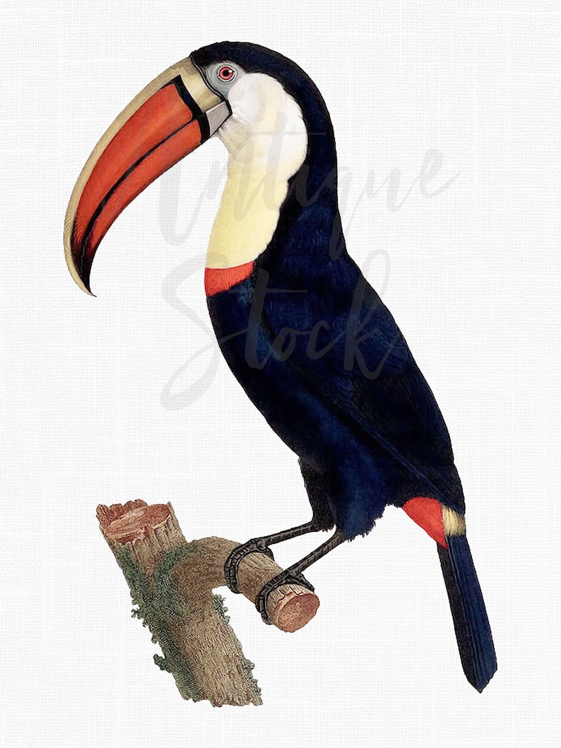 May include: A toucan with a large orange beak and black and blue feathers perched on a branch. The toucan has a yellow throat and a red stripe on its tail.
