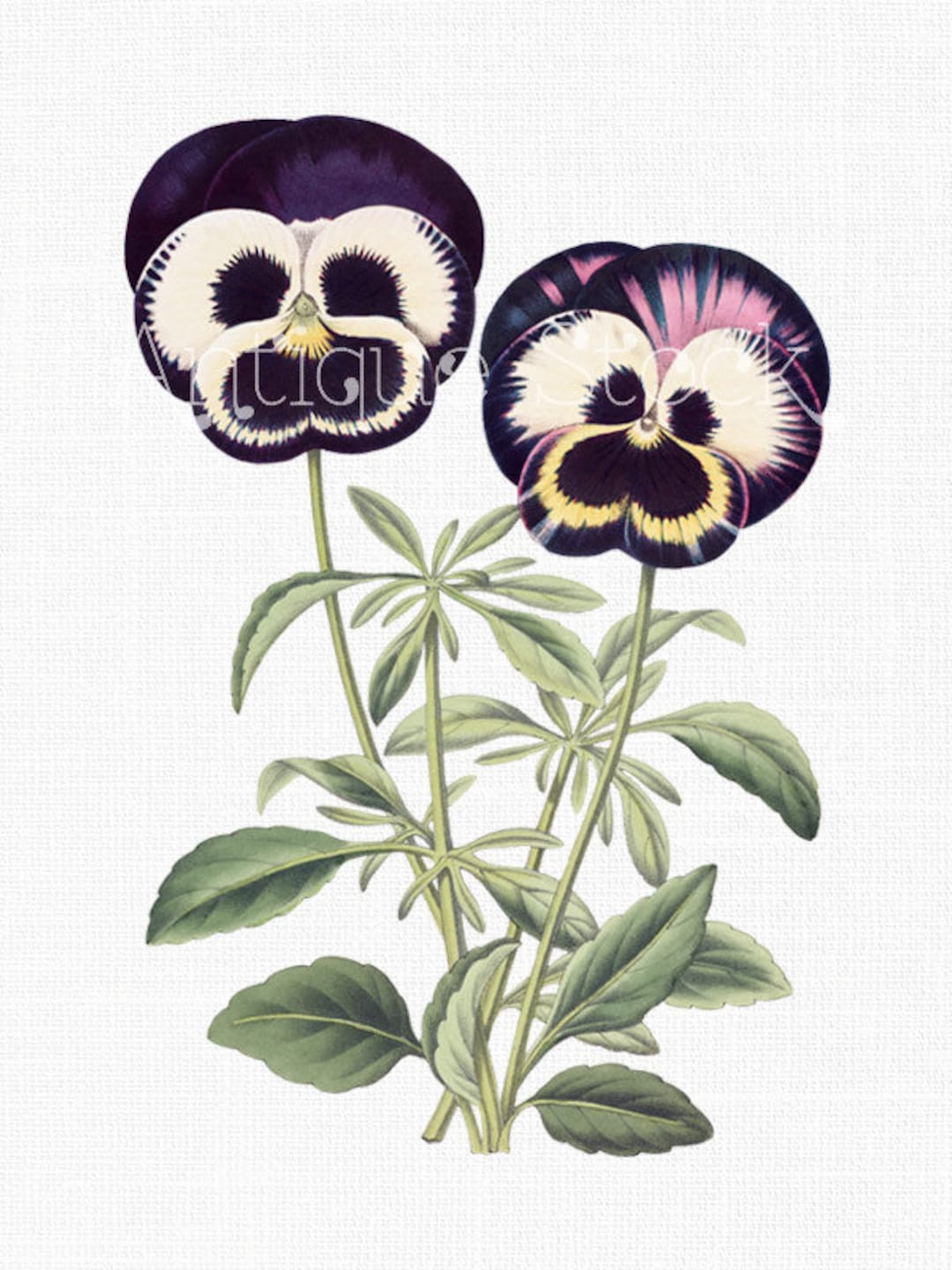 Heartsease Flowers Image 
