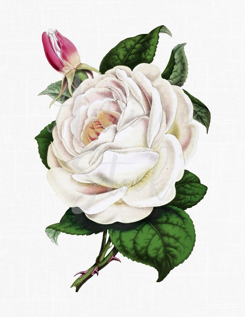 Vintage Rose Clipart Rosa Indica Botanical Illustration Instant Download Image for Invitations, Crafts, Collages... image 1