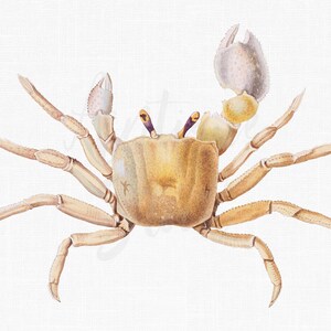 Crab Clipart Image &quot;Horned Ghost Crab&quot; Vintage Illustration for Collages, Graphic Design, Decoupage, Wall Decor, Invites...
