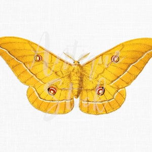 Moth Illustration, Insect Clipart "Japanese Oak Silkmoth" Vintage PNG / JPG Images for Prints, Decoupage, Collages, Cards...