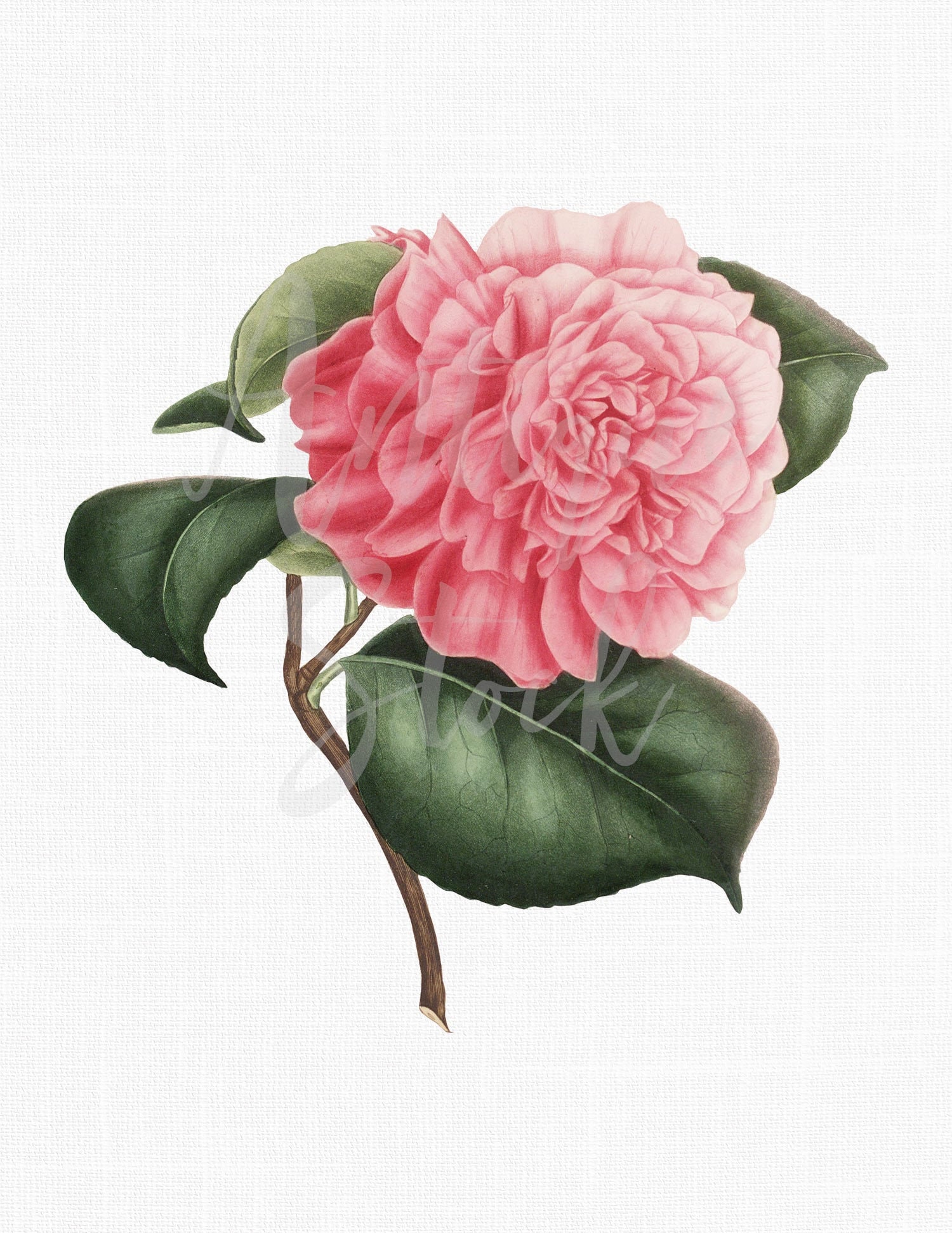 Vector PNG JPG Collage Craft Scrapbook Art Prints Botanical Print SVG Files for Cricut Flower Clipart Camellia  Digital Download