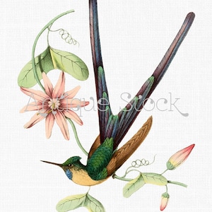 Hummingbird Clipart "Silfide dalla coda viola" Immagine di download digitale per stampe, collage, opere d'arte, biglietti d'auguri, trasferimento, artigianato...
