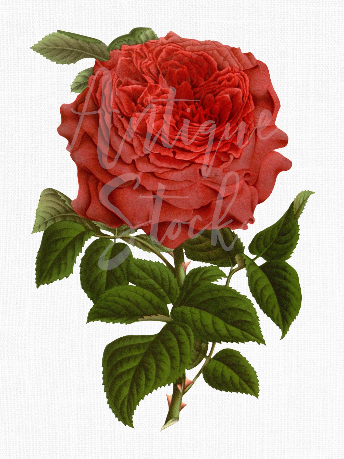 Discussion on this topic: Rosie Perez, rosie-perez/ Forum on this topic: Phyllis Love, rosie-perez/