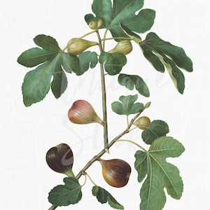 Afdrukbare botanische illustratie "gewone vijg" transparante achtergrond digitale afbeelding voor uitnodigingen, plakboek, prenten, collages, ambachten...
