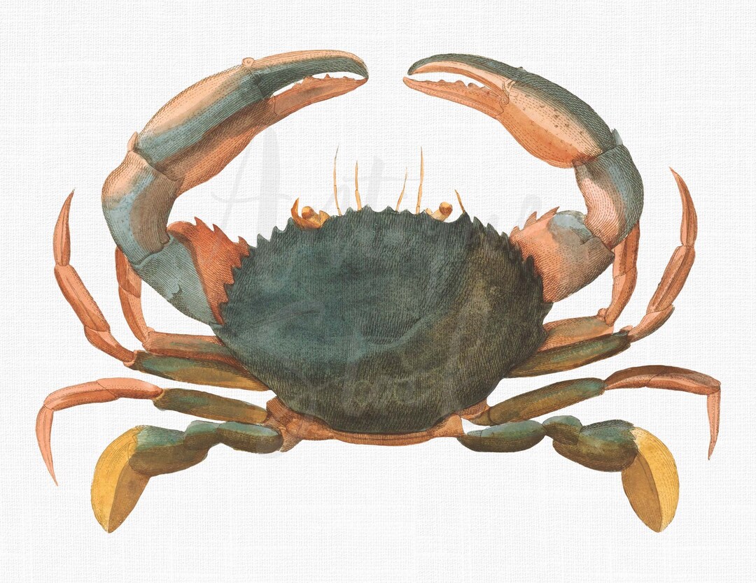 Crab Clipart Image purple Mud Crab Vintage Illustration for Collages