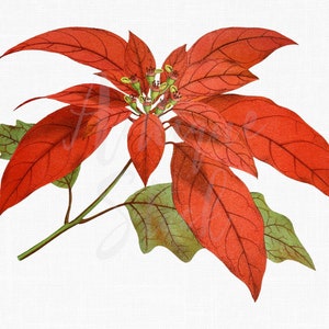 Fiore Clipart "Poinsettia" Download digitale stampabile Illustrazione botanica per inviti, Scrapbooking, adesivi, cartoline, artigianato...