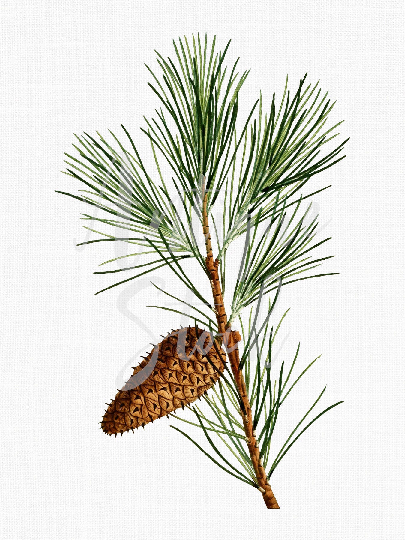 Genealogy studio clean up Pine Branch Clipart virginia Pine Botanical - Etsy
