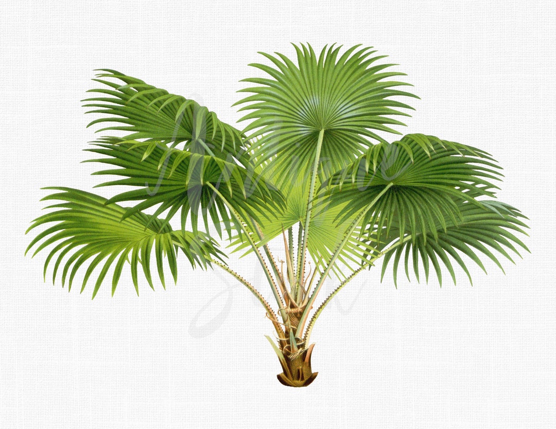 Palm Tree Printable, Botanical Illustration, Digital Download "footstool Palm" PNG / JPG Files ...