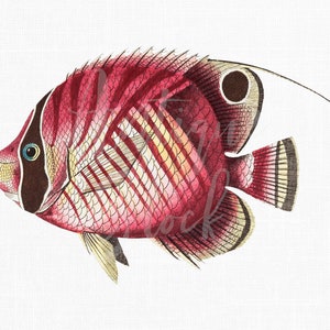 Fish Clipart Printable Image &quot;Red-Striped Butterflyfish&quot; Digital Instant Download Illustration for Wall Art, Collages, Transfers...