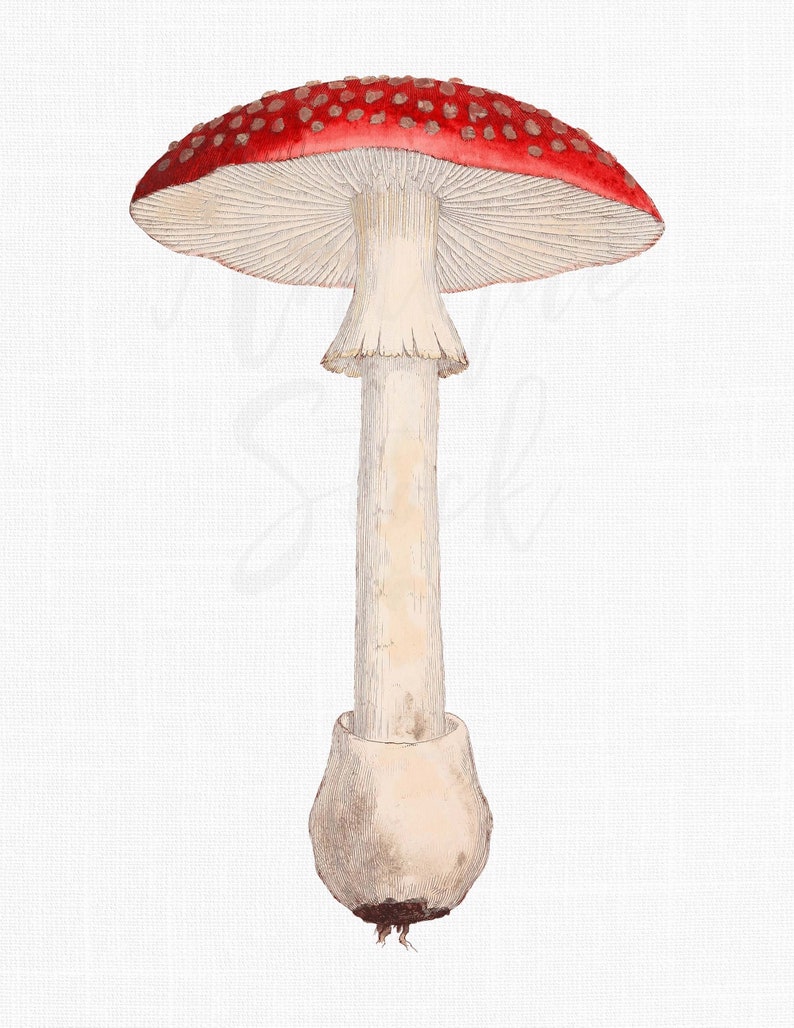 May include: A red and white mushroom with white spots on the cap. The mushroom has a long, white stem and a bulbous base.
