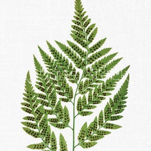 ClipArt foglia "Felce in pelle" Immagine digitale botanica stampabile per arte della parete, Scrapbooking, stampe, cartoline, inviti, artigianato, trasferimenti...