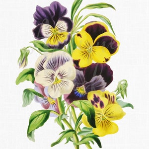 Botanical Illustration &quot;Pansy&quot; Flowers Clipart Digital Download for Wedding Invitations, Collages, Decoupage, Crafts...