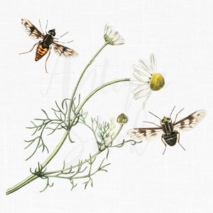 Image au format png à téléchargement immédiat « Camomille puante » pour découpage, scrapbooking, art mural, collages, créations en papier, cartes, faire-part...